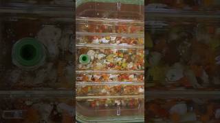 ChicagoStyle Giardiniera using GreenVAC vacuum pans [upl. by Sandry]