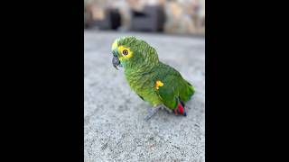 Greeny BlueFronted Amazon birds kpop blackpink [upl. by Assyla203]