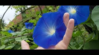 Heavenly blue Ipomoea tricolor garden flowers beauty [upl. by Fezoj810]