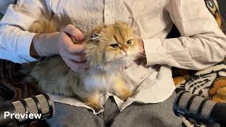 Three Lovely CATS are PURRING for One Hour to defeat your INSOMNIA  1 HOUR ASMR [upl. by Yenial]