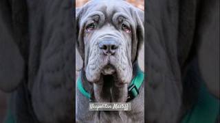 neapolitanmastiff [upl. by Derrej]