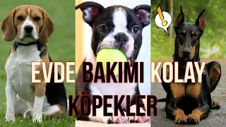 Evde Bakmak İçin İdeal 25 Köpek Cinsi [upl. by Hacker526]