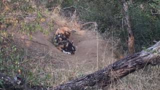 Mother Wild Dog Feeds Pups [upl. by Littell]