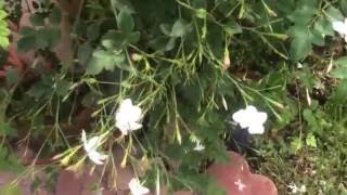 Jasmine grandiflorum Chameli Poets Jasmine Spanish Jasmine French Jasmine [upl. by Betthel]