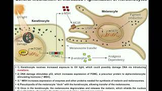 How do Melanocytes Make Melanin Melanogenesis Mechanism [upl. by Flann774]