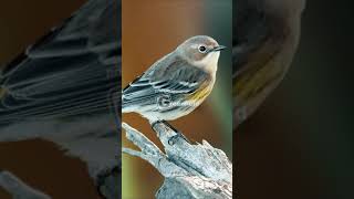 Yellowthroated Warbler Song [upl. by Trefler]