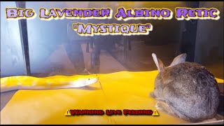 Big Lavender Albino Retic “Mystique” eats 10lb rabbit🐇🐍⚠️Warning Live Feeding⚠️ [upl. by Ssirk]