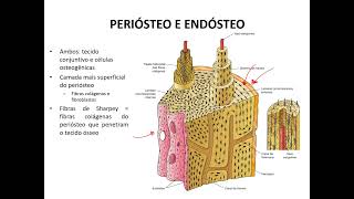 Tecido ósseo  parte 2 [upl. by Voe]