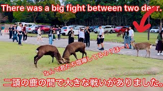 なんで君たち喧嘩してるの？ほー！ 二頭の鹿の間で大きな戦いがありました Nara Park deer 🦌 japan [upl. by Flam]