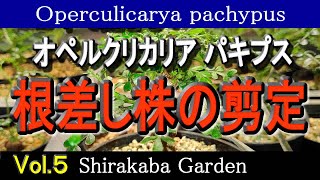 ■根差し株の剪定■オペルクリカリア パキプス Vol5・実生、挿し木、根ざしの検証 Operculicarya pachypus・Cultivation by cuttings [upl. by Sullivan]