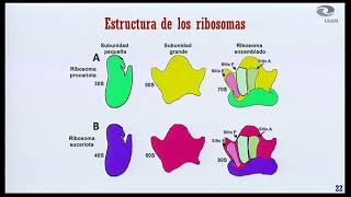 De la genética a la epigenética La herencia que no está en los genes [upl. by Evreh]