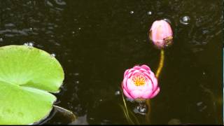 Lily Pad Flower Time Lapse [upl. by Sebbie]