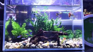 My 3 gallon Community Tank [upl. by Randa]