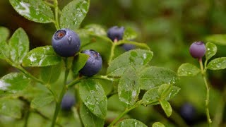 Como plantar mirtilo ou blueberry em vasos  dicas do jardineiro amador [upl. by Atsirhc768]