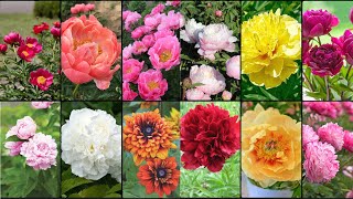 PEONIES PLANTS VARIETIES  Plants Weekly [upl. by Jaworski]