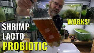 How to Make a Lacto Probiotic for Shrimp With 1 Litre Water Bottle Brown Rice Brown Suger Salt [upl. by Adam855]