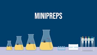 Extracting Plasmid DNA How To Do a Miniprep [upl. by Annohsat]