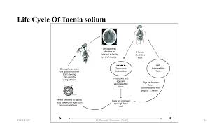 Taenia soliumPork tapeworm [upl. by Andreas]