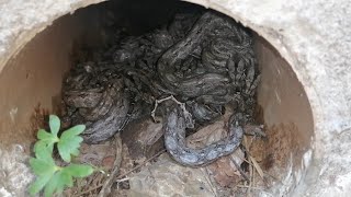 increible nido de culebra limacoa rancho reptiles naturaleza [upl. by Erek550]