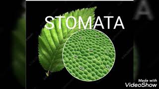 Mechanism of opening and closing of stomata [upl. by Lavine]