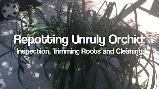 Repotting Giant Cymbidium Inspection Trimming Roots and Cleaning Up [upl. by Binah89]