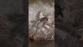 Our Avicularia avic Pinktoe tarantula happy dancingnature animals [upl. by Charin]