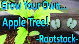 How to Grow Your Own Apple Tree Rootstock by Germinating Store Bought Apple Seeds [upl. by Jamila]