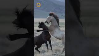 👀🐎The Untamed Behavior of Wild Horses shorts wildhorses animals nature wild [upl. by Rentschler]