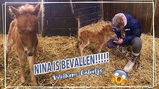 12 NIEUWE OPVANGPONYS  NINAs VEULEN is geboren  Paardzoektbaas [upl. by Nireil]