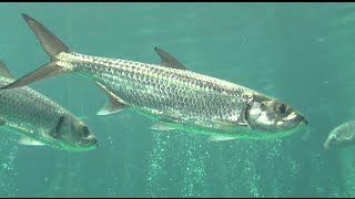 イセゴイ IndoPacific tarpon Megalops cyprinoides [upl. by Peppel]