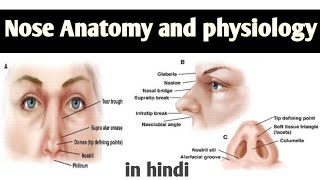 Nose and nasal cavity sinuses anatomy  Respiratory system [upl. by Gratianna]