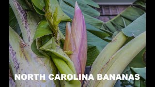 Growing and Fruiting Bananas in the Carolinas and the Southeast [upl. by Wainwright416]