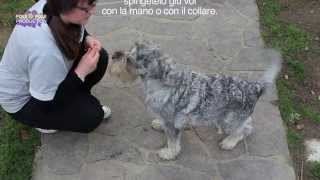 Tutorial  Come insegnare il terra al cane in poche e semplici mosse [upl. by Brunk542]