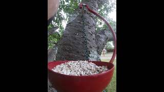 Dove Grabs Some Safflower Seeds Then Leaves Abruptly [upl. by Saudra384]