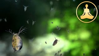 Water Fleas Daphnia in Slow Motion [upl. by Laurel]