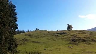 Wandern auf der Hemmersuppenalm ein großes Almgebiet im Forst Reit im Winkl 1130  1300 Höhe [upl. by Vyky]