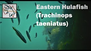 Eastern Hulafish Trachinops taeniatus [upl. by Eilac701]