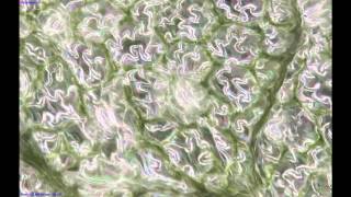 3D Model of Stomata [upl. by Lauretta]