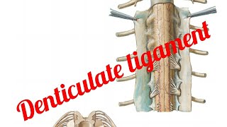 Ligamentum Denticulate [upl. by Naened]