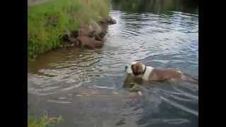 Welpen schwimmen Germanischer Bärenhund [upl. by Vonny]