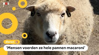 Deze veel te dikke schapen moeten op dieet en verhuizen [upl. by Leonardi]