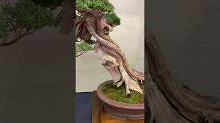 Trophy 2024 bonsai [upl. by Cutlor]