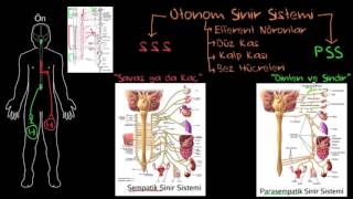 Otonom Sinir Sistemi Sağlık ve Tıp Sinir Sistemi Fizyolojisi Psikoloji  Davranış [upl. by Rebmat]