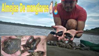 Sacando Almejas En el manglar  como se sacan los mejillones de mar [upl. by Adnouqal482]