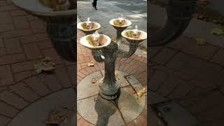 Wheres the quotBubblerquot Quick History of Drinking Fountains  Marcs Misc Short [upl. by Romain]