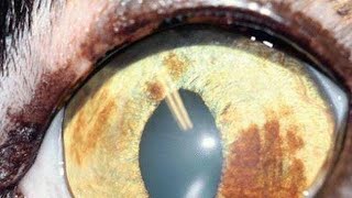 What is Feline Iris Melanosis [upl. by Adnolahs]