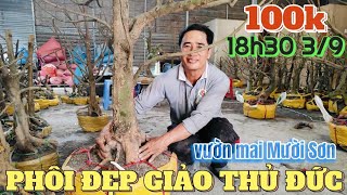 39 🌼 Tặng bo SBBL khi chốt cây giá từ 100k phôi mai vàng đế đẹp giảo Thủ Đức ở vườn mai Mười Sơn [upl. by Aicel]