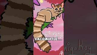 🇲🇽 CACOMIXTLE curiosidades animales cacomixtle mexico entretenimiento [upl. by Darelle]