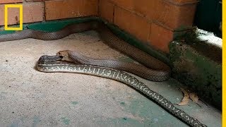 Serpiente Venenosa devora a PITÓN ¡Increíbles Imágenes  National Geographic en Español [upl. by Andert5]