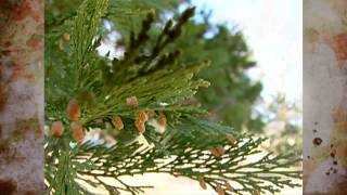 California Incense Cedar [upl. by Georgeanne]